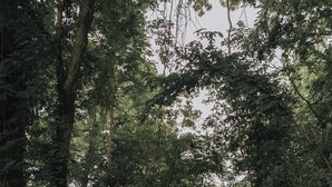 Dos personas sentadas en sillas blancas en un área boscosa con un camino de grava adelante.