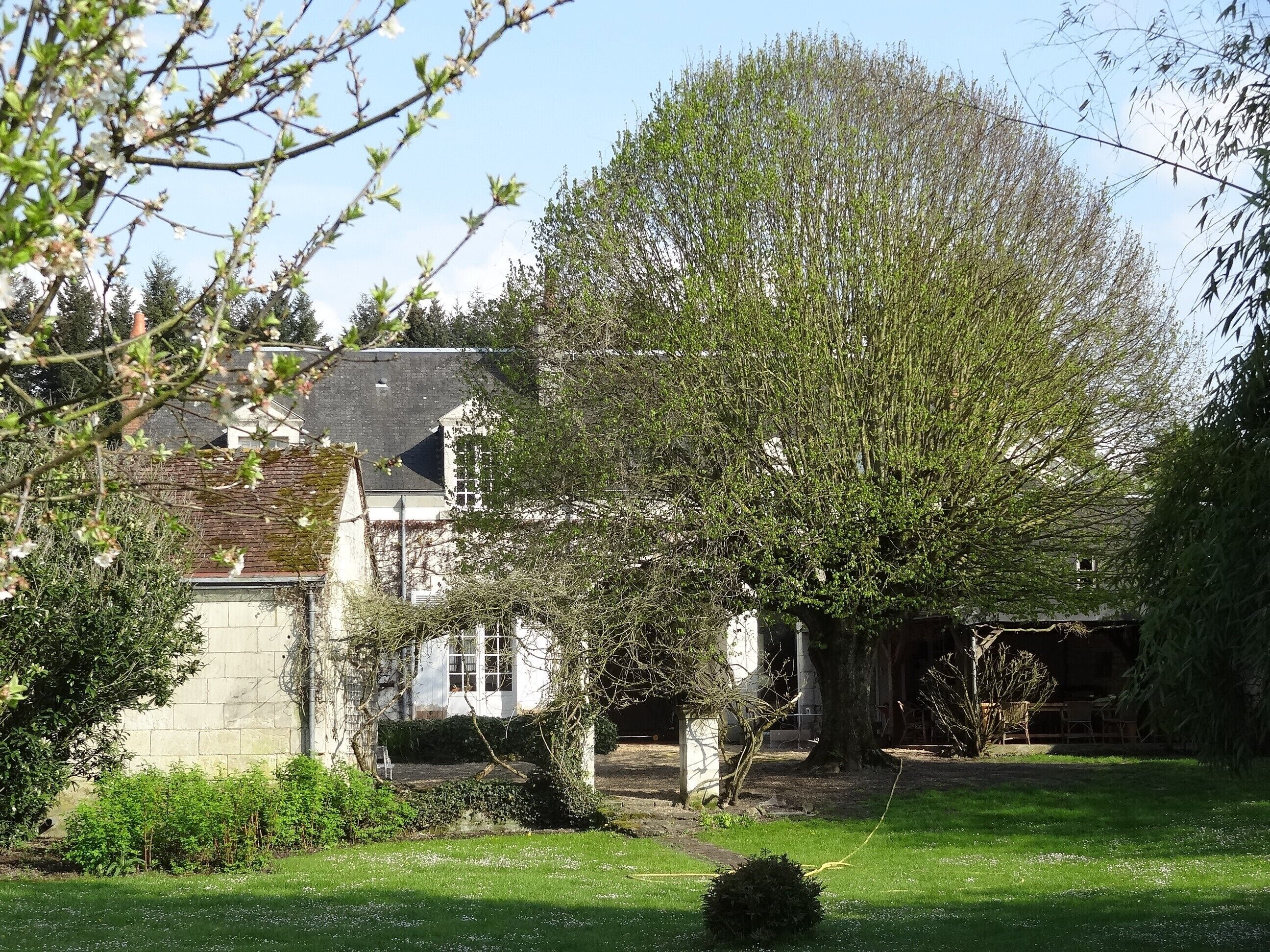 A house with a large tree in front, surrounded by a grassy lawn and some bushes.