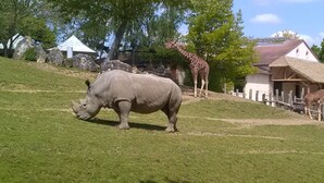 Un enclos verdoyant abritant un rhinocéros et une girafe.