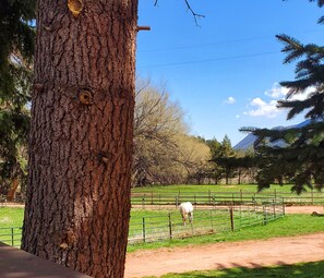 Property grounds - Historic Crystola cabin (Woodland Park)