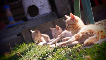 Terrein van de accommodatie