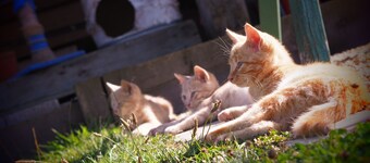 Charming House between Sea and Countryside.