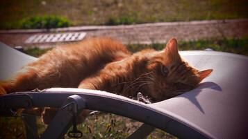 Huisdieren toegelaten