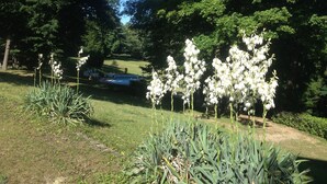 Un jardin agrémenté de fleurs blanches et de feuillage verdoyant, un sentier, et une vue lointaine sur un bâtiment.
