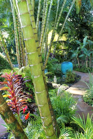 Property grounds - Lava Apartment in Paradise! (Kea'au)