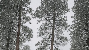 Una casa de dos pisos con garaje, rodeada de altos pinos y cubierta de nieve.