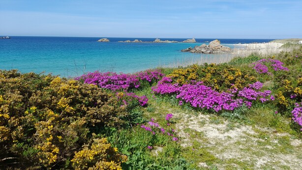 A coastal landscape with rocky outcrops and vibrant purple flowers in the foreground.