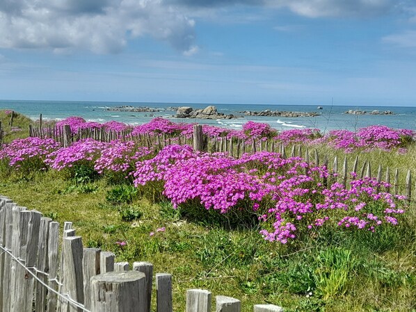 Un paisaje costero con una valla de madera y flores rosadas y vibrantes.
