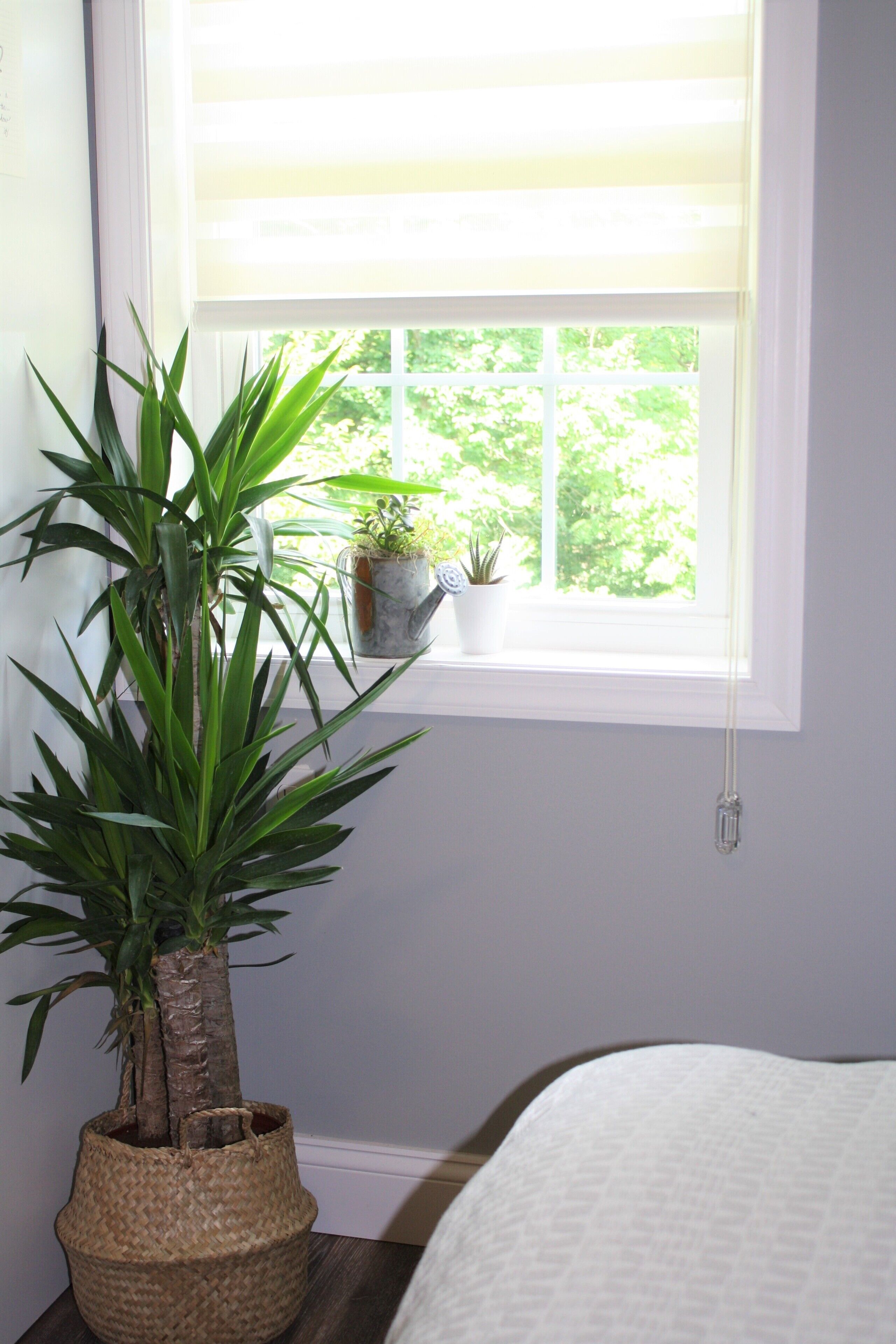 A room with a large potted plant, a small window with blinds, and a bedside table with a lamp.