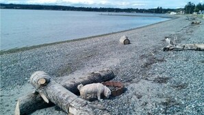 Una playa de guijarros con troncos y un perro.