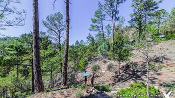 A mountainous landscape with pine trees, a stone pathway, and a sign for Hamptonbird Cabins in Ruidoso, New Mexico.