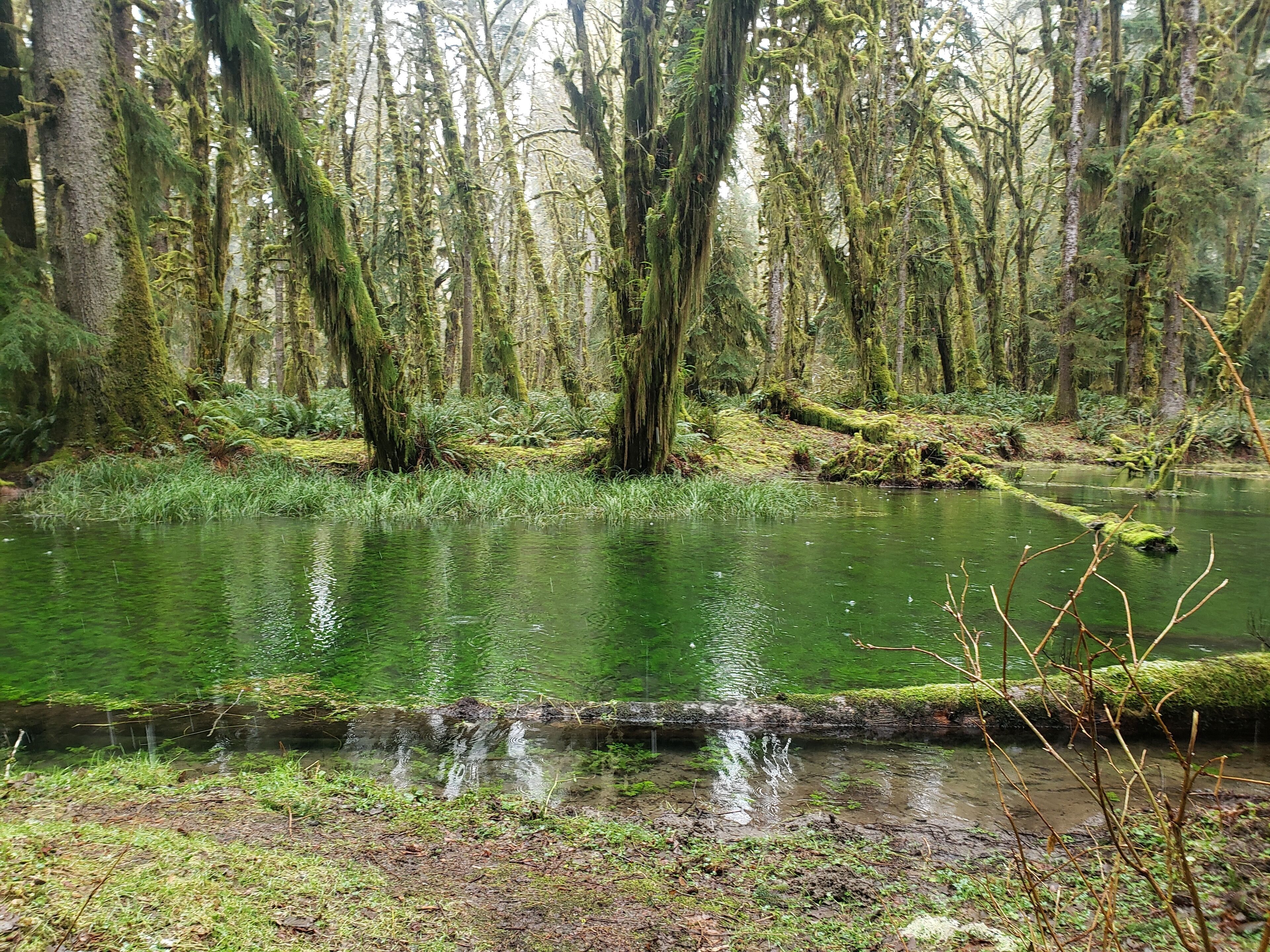 A forested area with a calm body of water, surrounded by tall trees and dense underbrush.