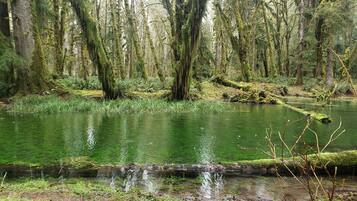 A forested area with a calm body of water, surrounded by tall trees and dense underbrush.