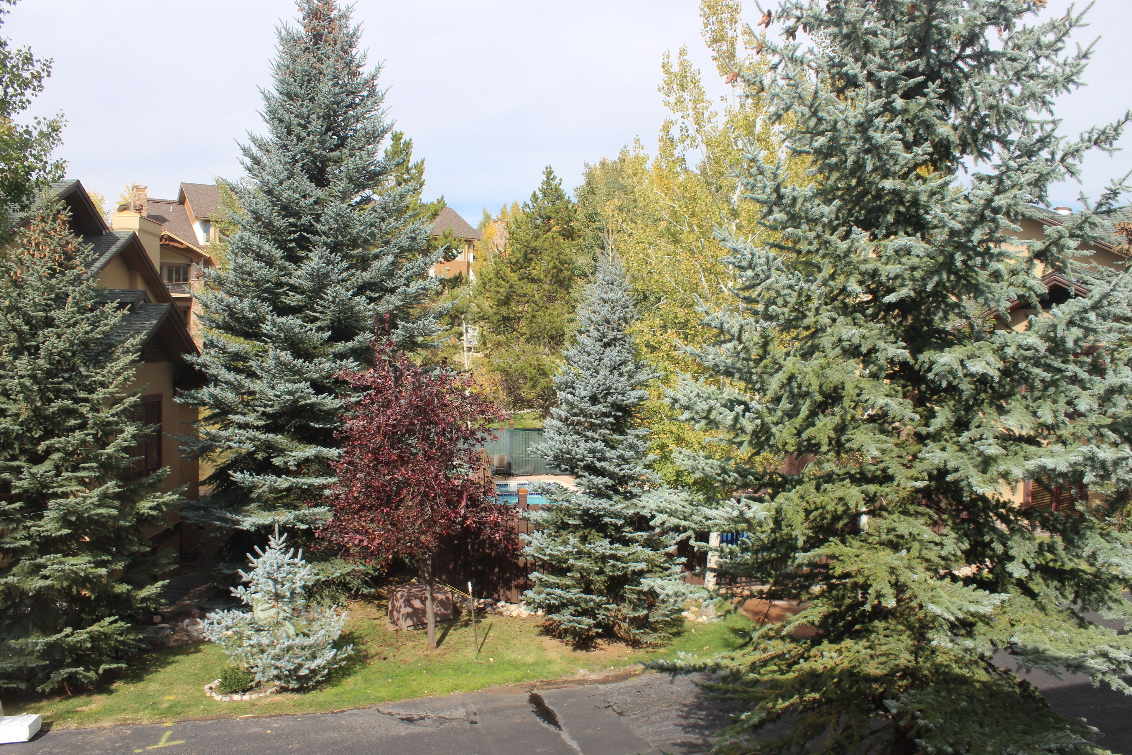 A residential area with multiple houses, a swimming pool, and various evergreen trees.