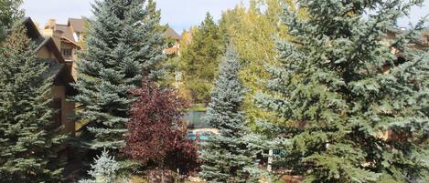 A residential area with multiple houses, a swimming pool, and various evergreen trees.