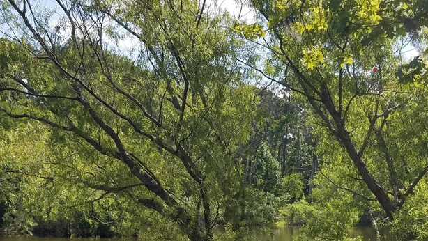 Een rustig meerlandschap met twee Amerikaanse vlaggen in het water, omringd door weelderige begroeiing en bomen.