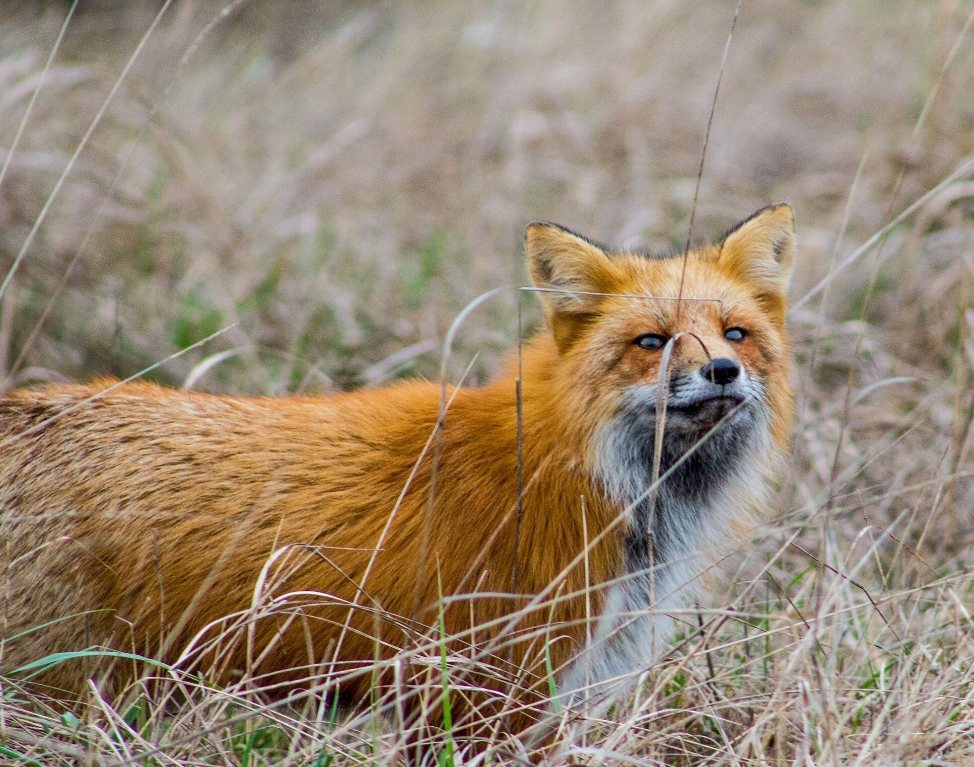Ein Fuchs in einer natürlichen Umgebung mit hohem Gras.