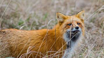 Ein Fuchs in einer natürlichen Umgebung mit hohem Gras.