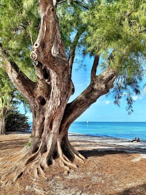 A large tree with a wide trunk and extensive roots, located near a beach with clear blue water and a distant buoy. - Short walk to beach - Coastal Retreat - Pool • Sundeck • Great Location (Holmes Beach)