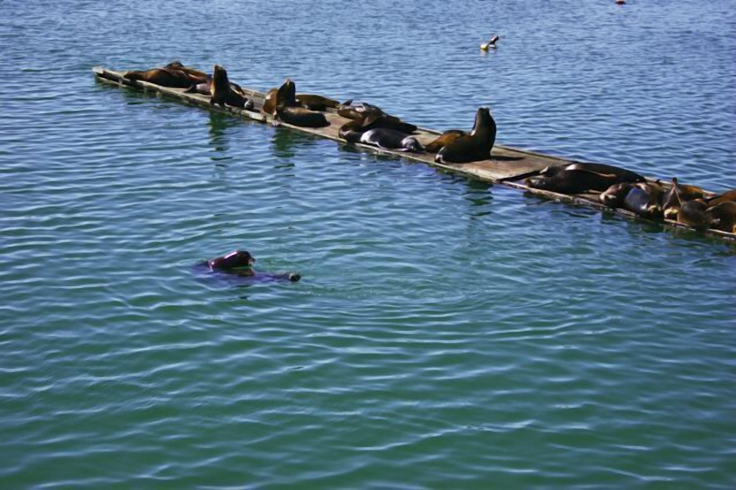 A wooden pier with several seals resting on it.