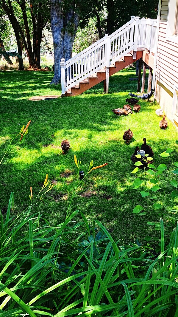 A well-maintained lawn with a white wooden staircase leading to a house.