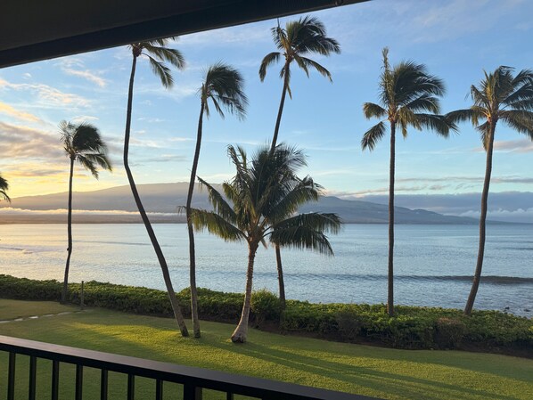 A view of a grassy area with palm trees and a body of water.