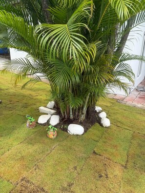 A tropical plant with broad leaves, surrounded by white stones and a small frog statue.