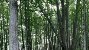 A forest path with dense ferns and tall trees.