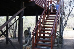 Eine Holztreppe führt zu einer oberen Ebene, umgeben von Bäumen.