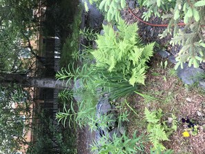 Property grounds - Charming little home near downtown Anchorage (Anchorage)