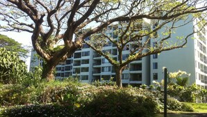 A large tree with a dense canopy in front of a multi-story building. - KAILANI at Mauna Loa Shores, Fantastic Condo, Swim with the Sea Turtles (Hilo)