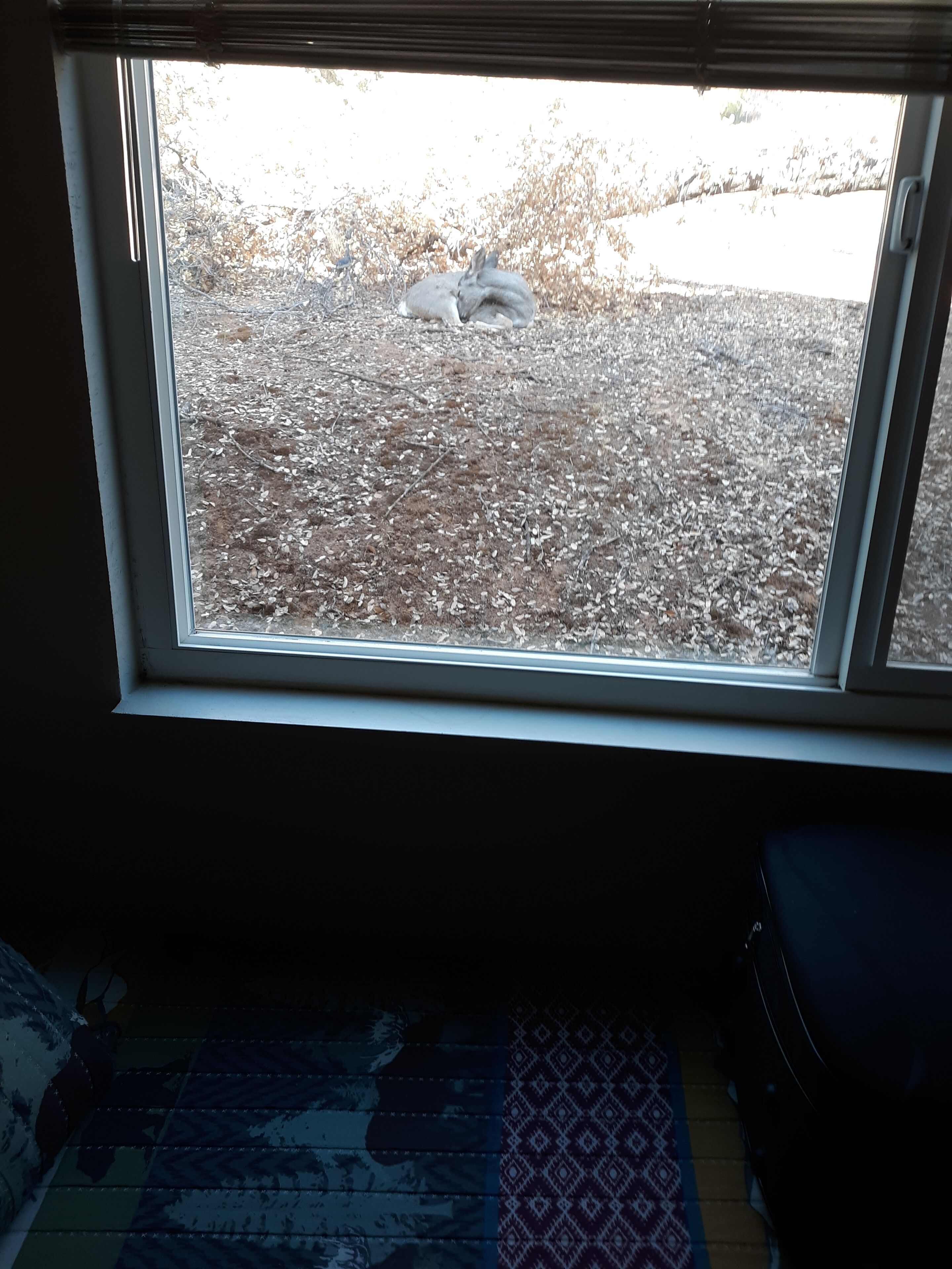 Una habitación con un ventanal grande que da a un terreno cubierto de hojas secas.