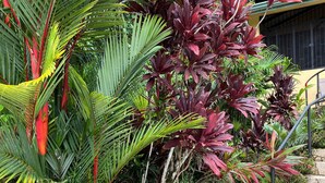 Un’area giardino con un patio in pietra, una sedia in metallo e diverse piante tropicali.