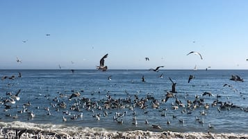 Una playa cerca, sillas reclinables de playa, toallas de playa