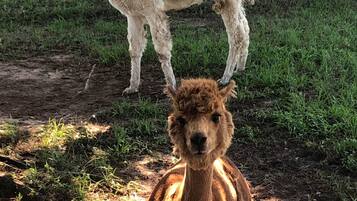 Enceinte de lâhĂ©bergement