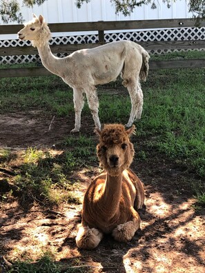 Áreas de la propiedad