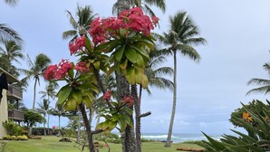A tropical garden with various plants and flowers, palm trees, and a view of the ocean.