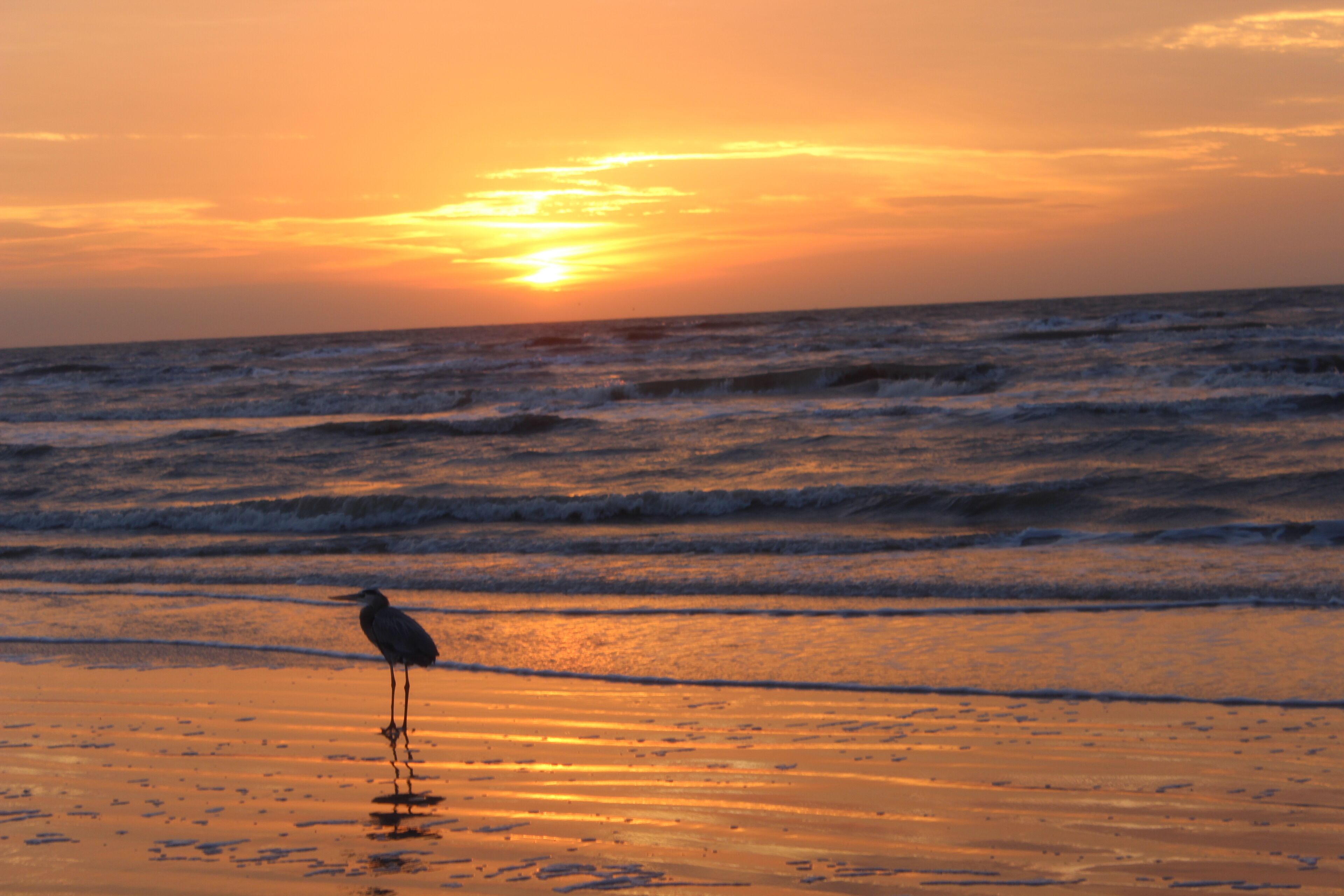 Eine Strandansicht mit einem Vogel, der am Sand in Wassennähe steht und den Sonnenuntergang reflektiert.