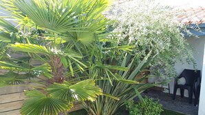 Un jardin avec un palmier, une plante en pot et une clôture en bois.