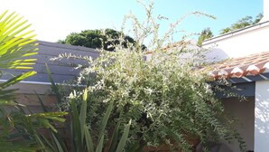 Un espace jardin aménagé avec une variété de plantes, dont une grande plante à larges feuilles et un arbuste en fleurs. On aperçoit une petite table et une chaise au fond.