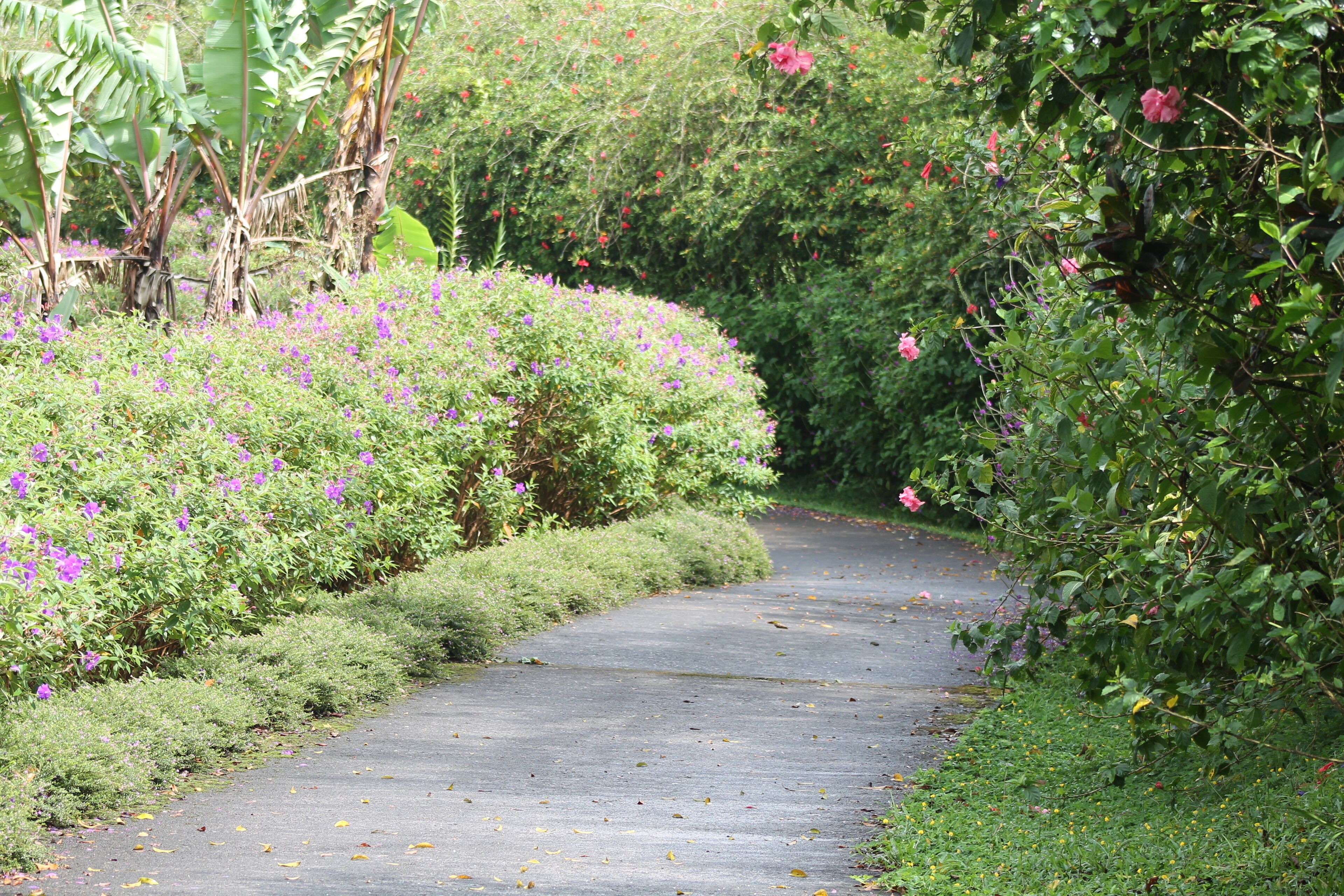 A paved pathway surrounded by lush greenery and flowering plants.