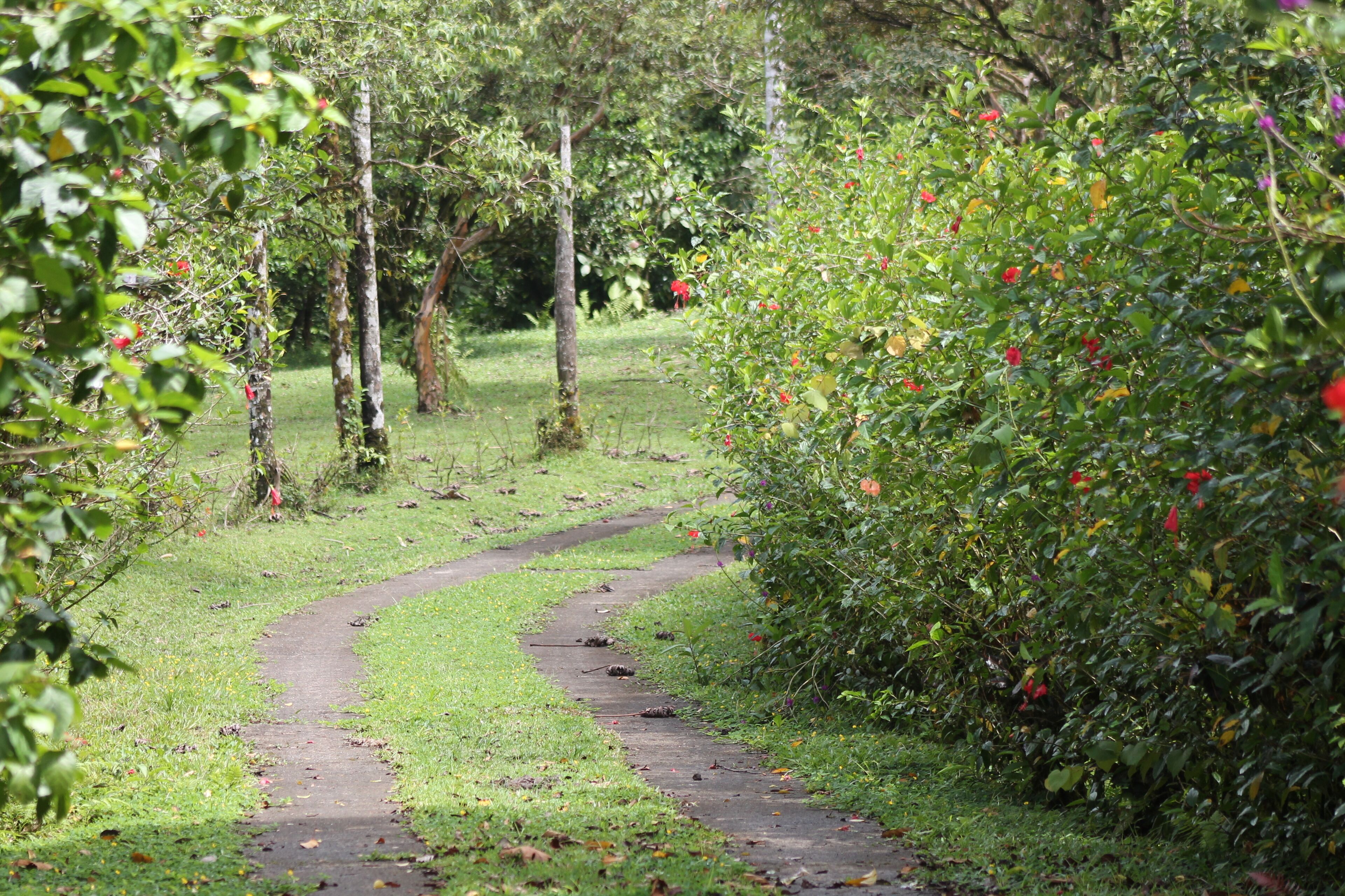 Un sendero curvo en un exuberante jardín con abundante follaje y árboles.
