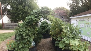 Un jardin avec de grandes plantes à feuilles luxuriantes dans des paniers en fil de fer noir, une clôture en bois et une maison en arrière-plan.