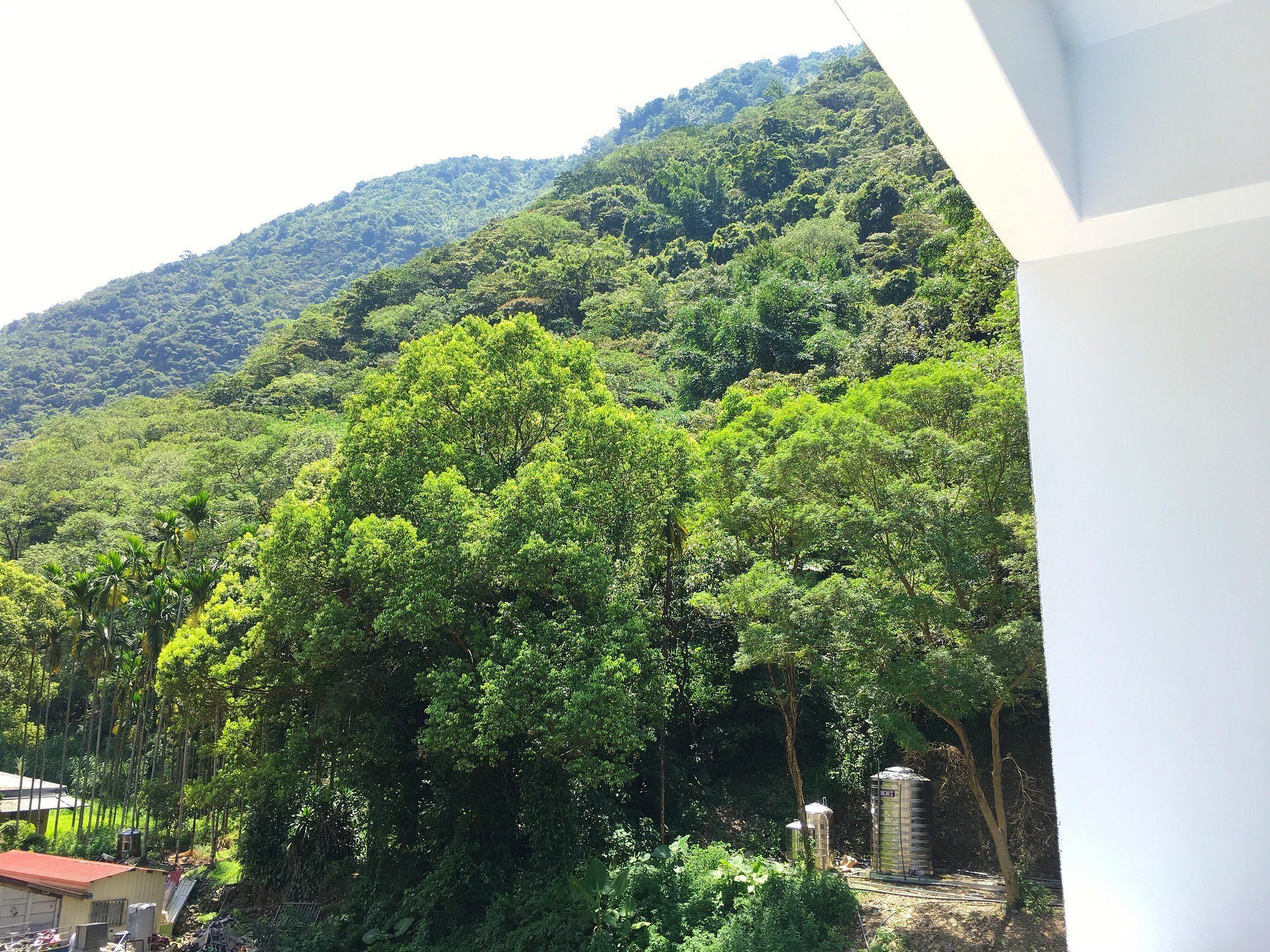 A lush green landscape with dense foliage and a hill in the background.