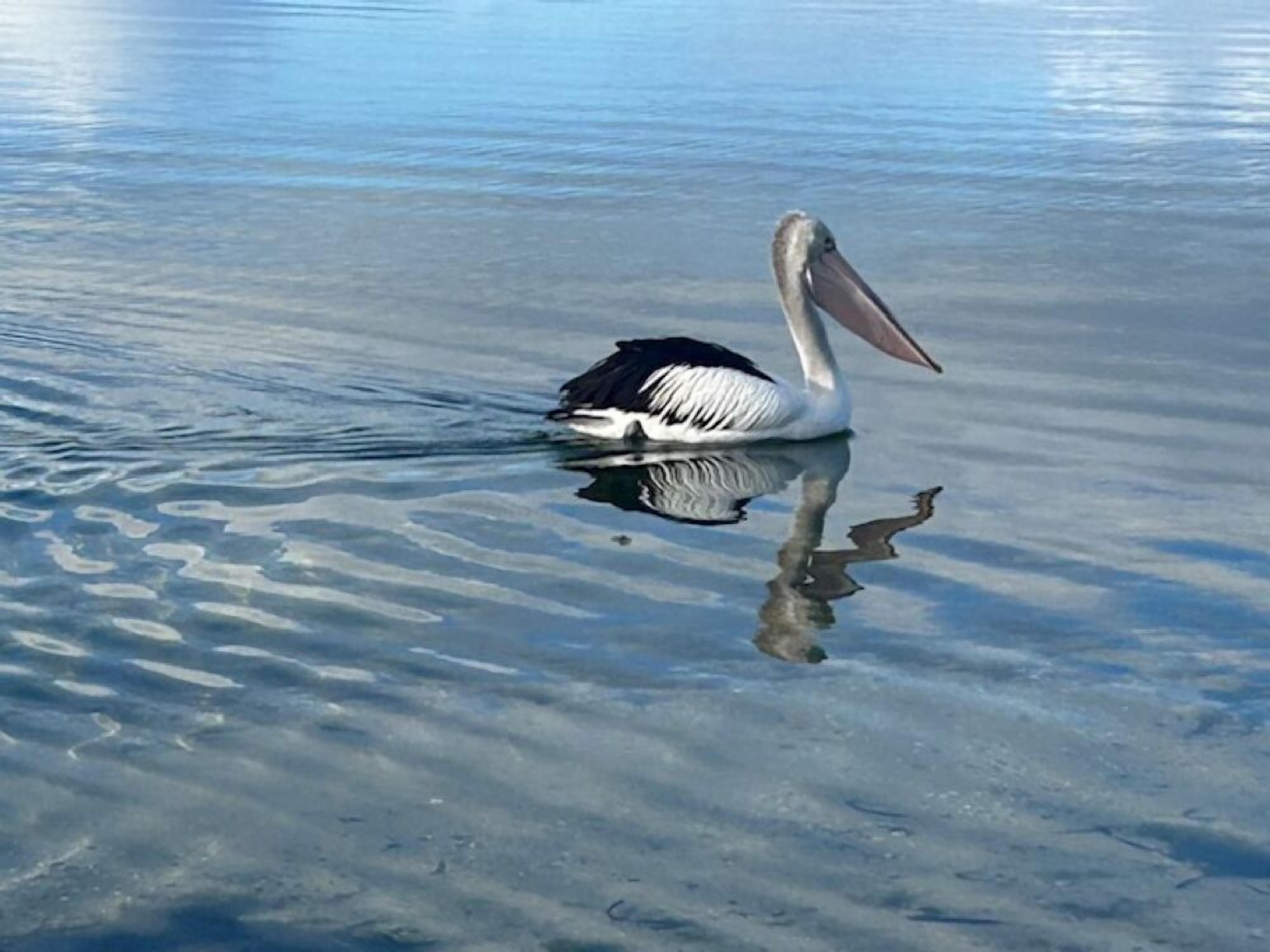 Un pelícano nada en aguas tranquilas.