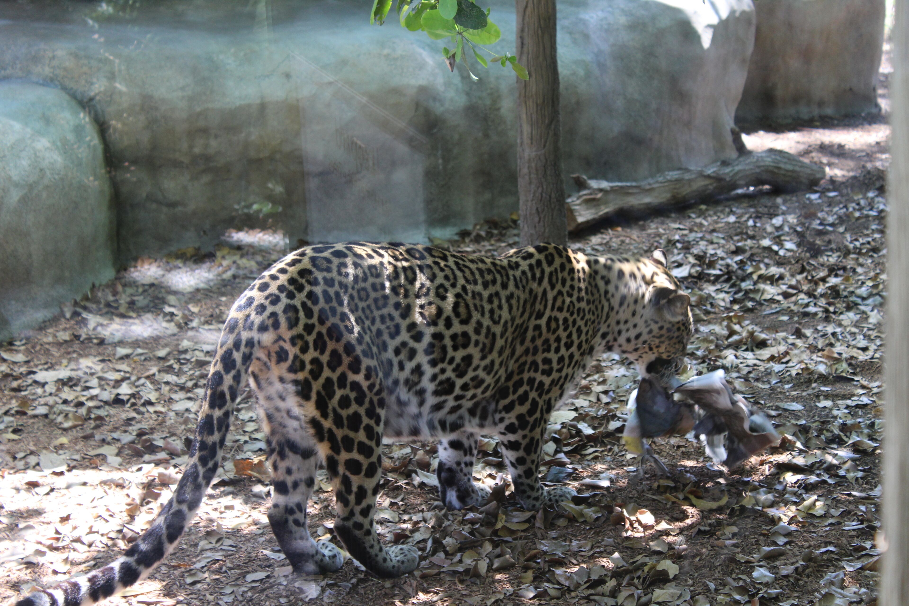 A leopard walking on a dirt path with scattered leaves, surrounded by a rocky enclosure.