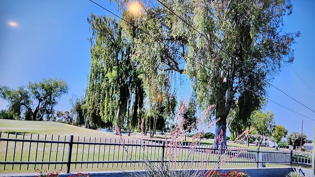 A park with trees, a fence, and a grassy area.