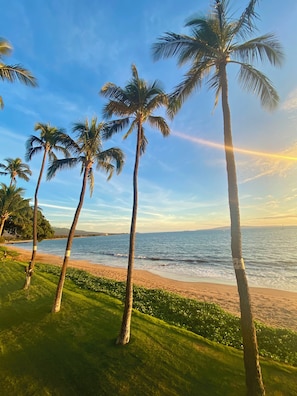 A beach with palm trees and a clear sky.