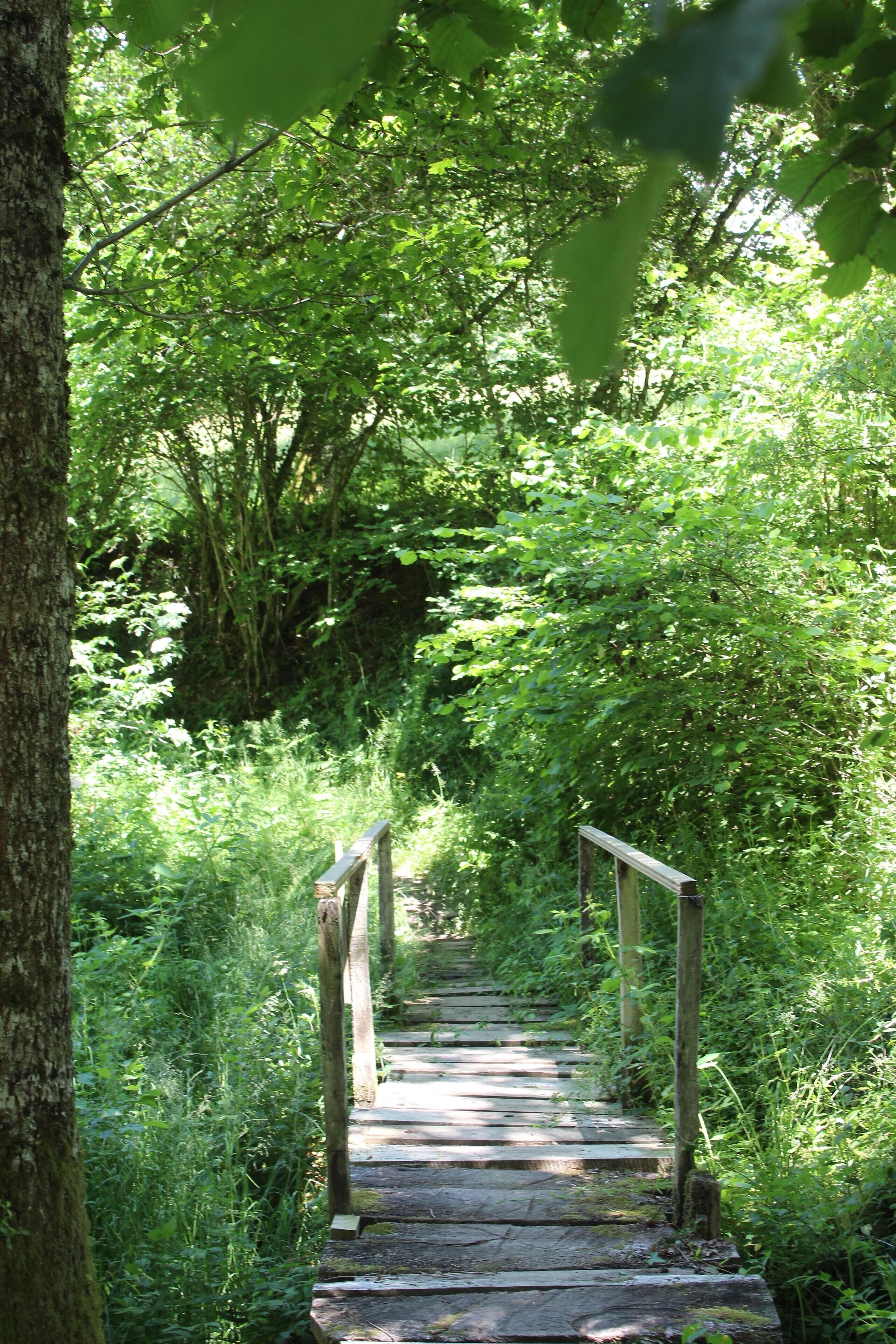 A wooden pathway with railings surrounded by lush greenery.