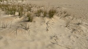 Een zandstrand met schaarse begroeiing en een helderblauwe lucht.